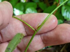 Rubus hispidus