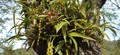Coelogyninae
