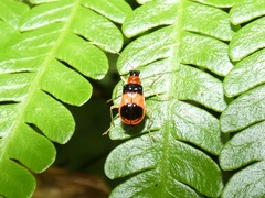Paratriarius