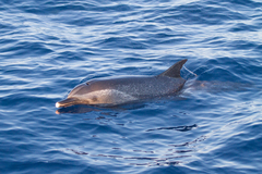 Stenella attenuata