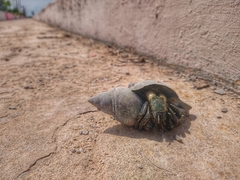 Clibanarius vittatus