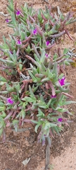 Carpobrotus rossii