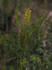 Parryella filifolia