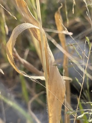 Muhlenbergia