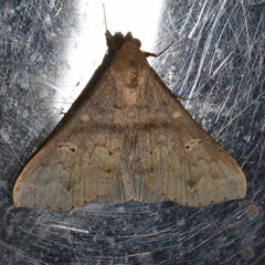 Renia discoloralis