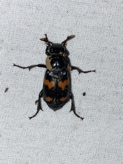 Nicrophorus orbicollis