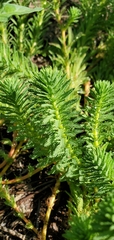Myriophyllum aquaticum