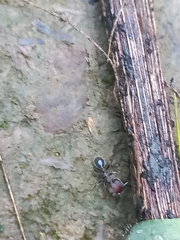 Trichomyrmex scabriceps