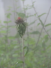Cirsium ehrenbergii