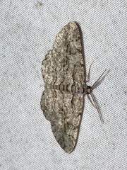 Anavitrinella pampinaria