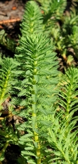 Myriophyllum aquaticum
