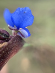 Commelina