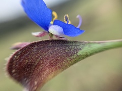 Commelina