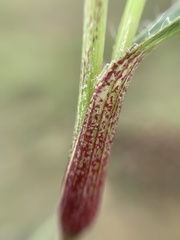 Commelina
