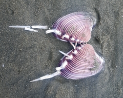 Hysteroconcha lupanaria