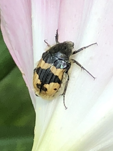 Euphoria basalis