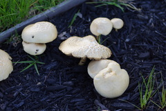 Agrocybe praecox