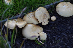 Agrocybe praecox