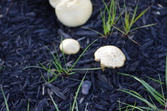 Agrocybe praecox