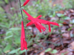 Salvia elegans