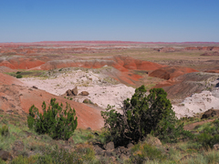 Juniperus monosperma