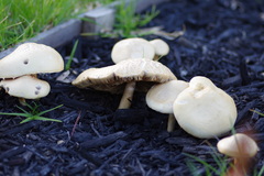 Agrocybe praecox