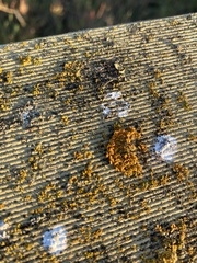 Candelariella aurella