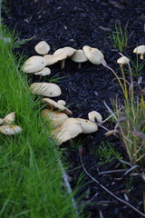 Agrocybe praecox