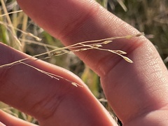 Muhlenbergia