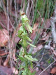 Platanthera brevifolia