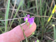 Agalinis decemloba