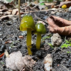 Gliophorus