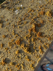 Candelariella aurella