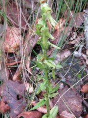 Platanthera brevifolia