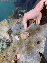Aeolidia