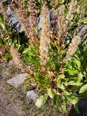 Solidago simplex