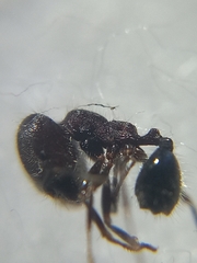 Trichomyrmex scabriceps