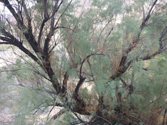 Tamarix