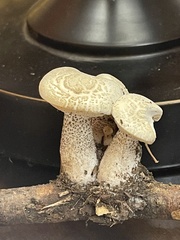 Melanoleuca verrucipes