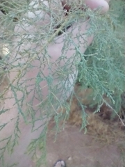 Tamarix