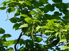 Catalpa