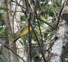 Eucometis penicillata