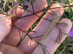 Agalinis decemloba