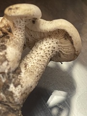 Melanoleuca verrucipes