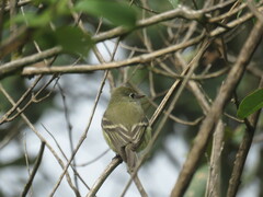 Empidonax hammondii