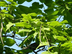 Catalpa
