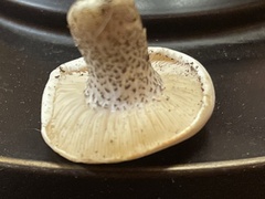 Melanoleuca verrucipes