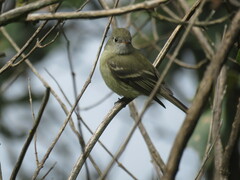 Empidonax hammondii