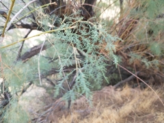 Tamarix