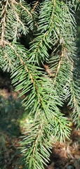 Picea
